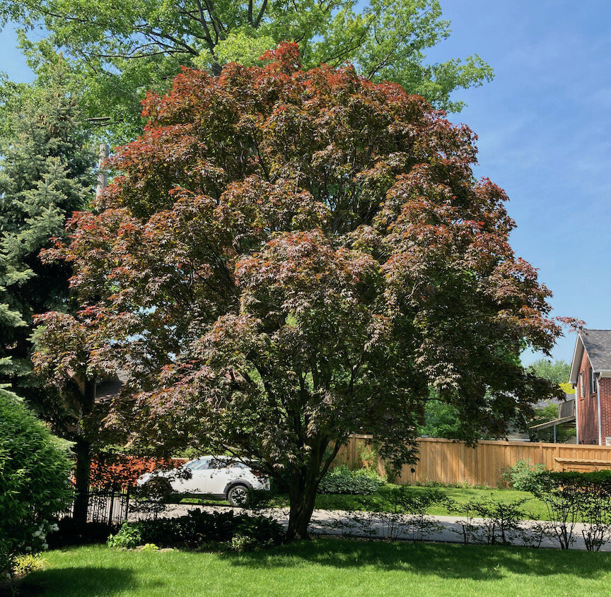A perfect Japanese maple on a client's property in Etobicoke.