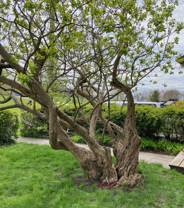 A 100-year-old heritage lilac shrub pruned by Todd for over 15 years.