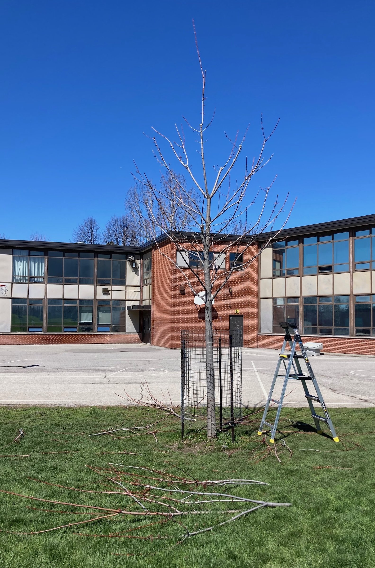 A silver maple structurally pruned during a training contract for the Toronto District School Board.