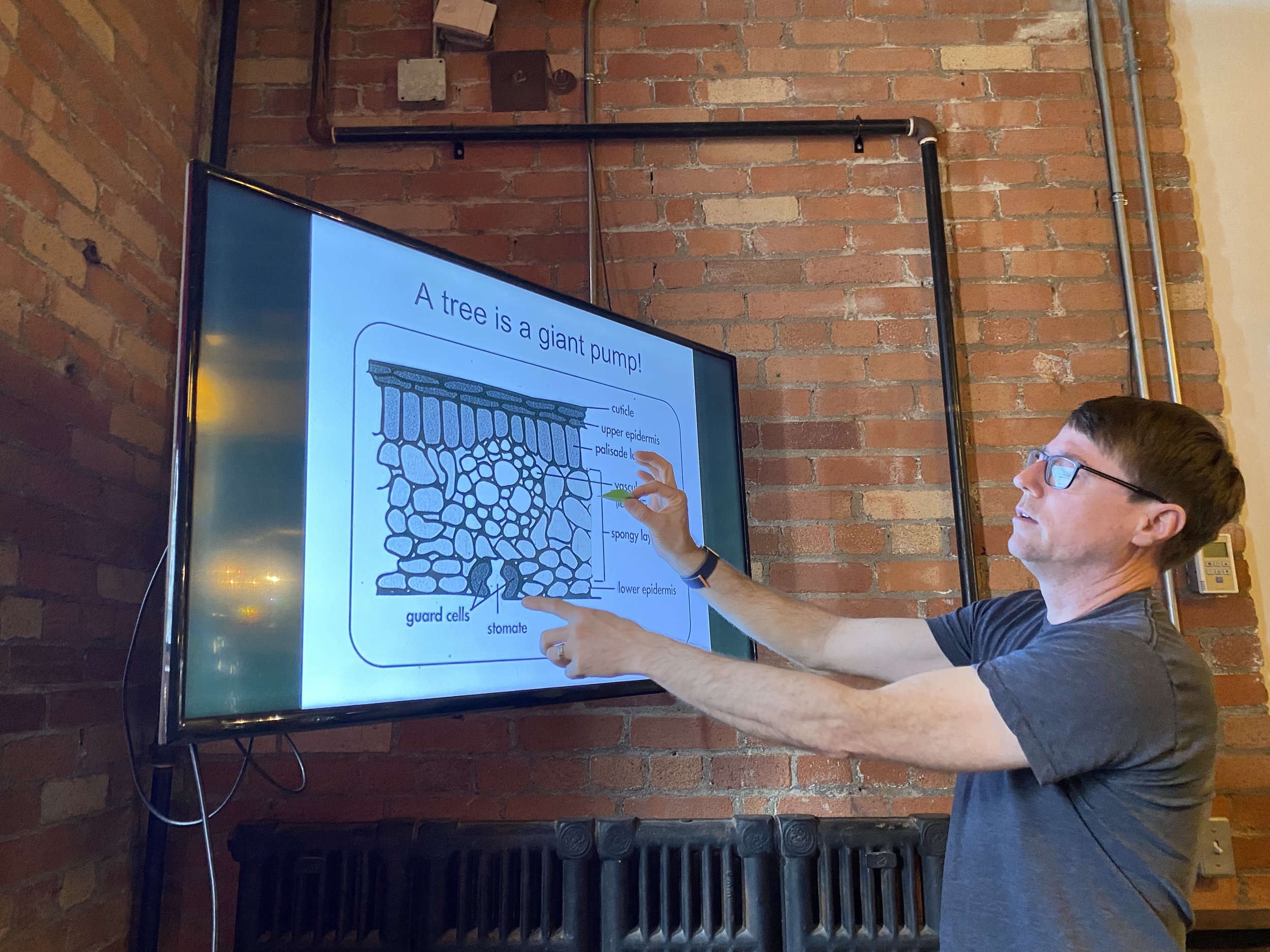 Teaching a class on tree biology.