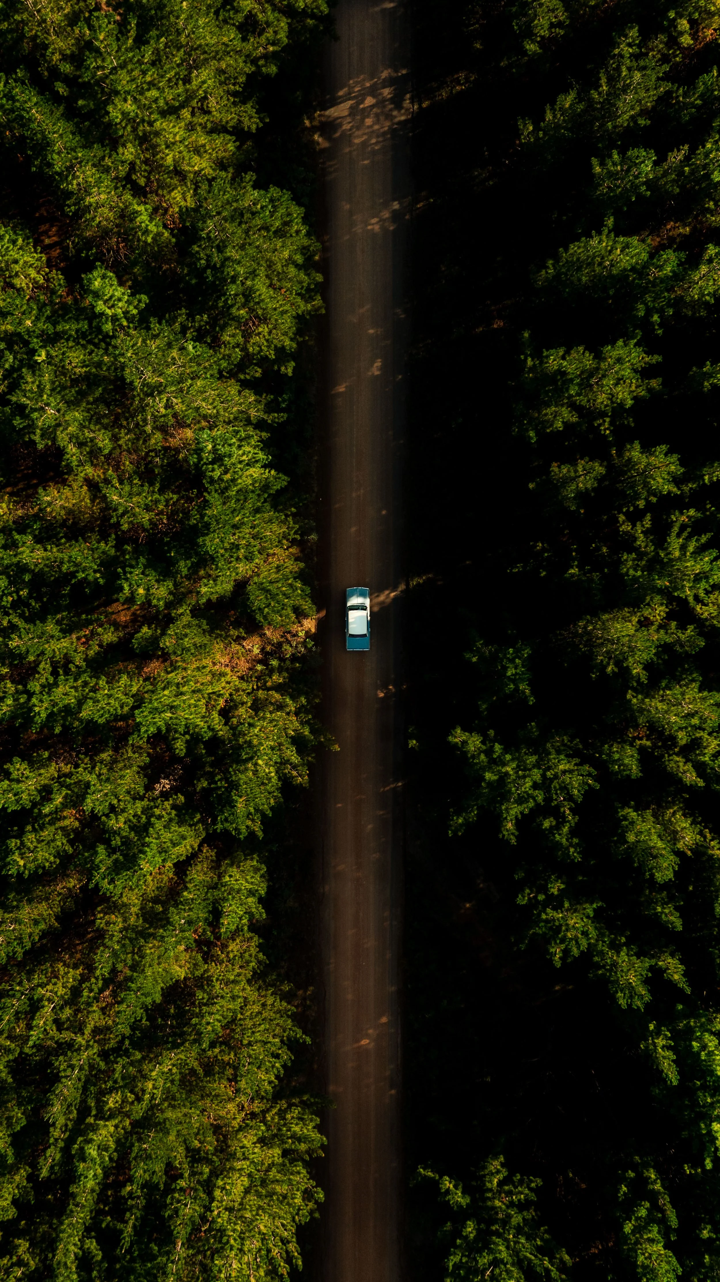 Aerial drone footage of lush forest canopy captured during the Reimagine Purpose campaign, showcasing Stef Hanson's landscape cinematography skills.
