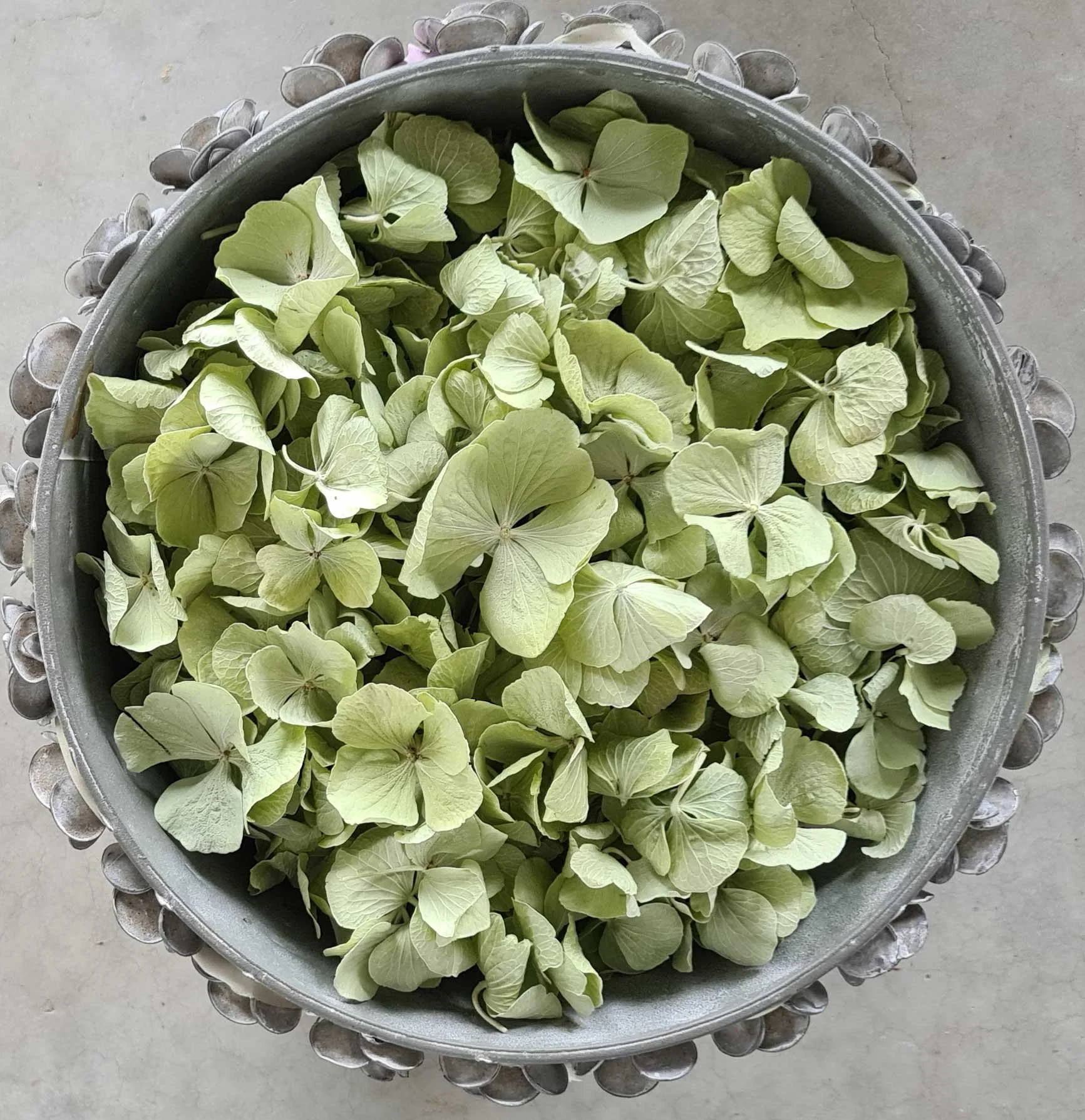 An arrangement of green colour Eco-friendly non-wilting freeze-dried hydrangea petals