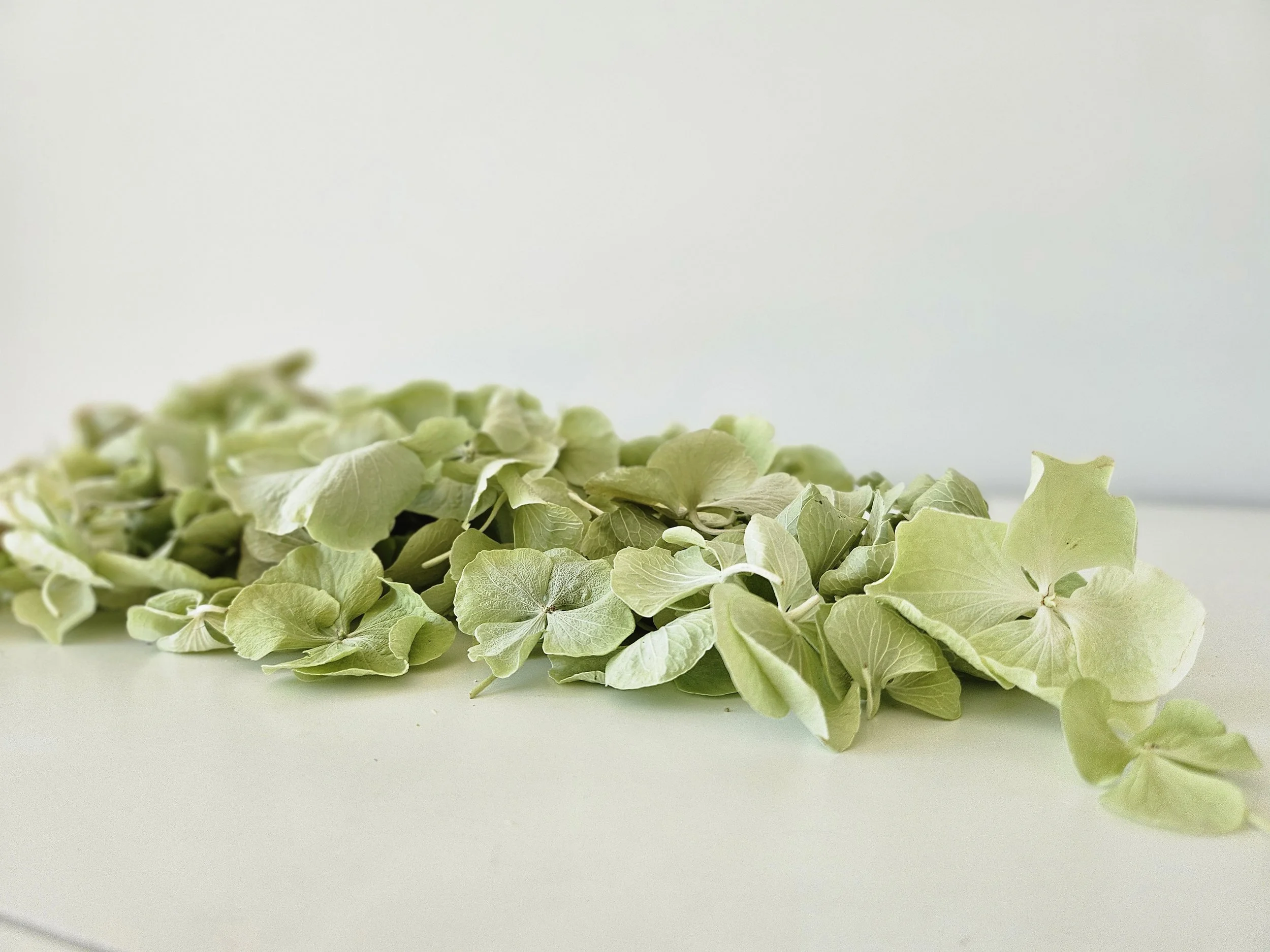 Eco-friendly soft green hydrangea petals by Church Confetti for weddings and events