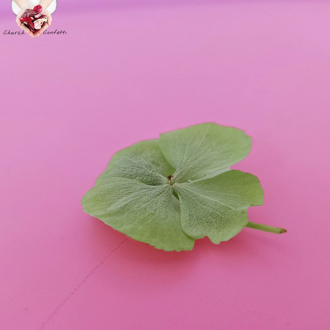 Single soft green hydrangea petal by Church Confetti on a pink background — eco-friendly freeze-dried wedding and event styling