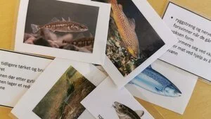 Gávnna gova ja teavstta mat gullet oktii