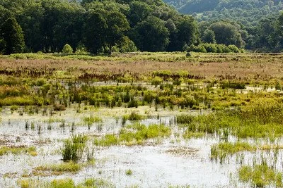 The PERMIT Act: Speed vs. Transparency in Wetland Protection