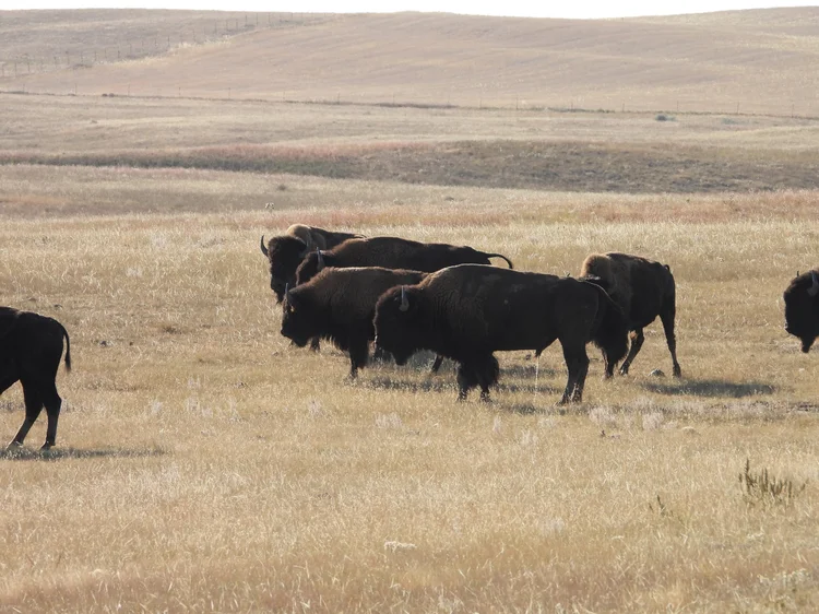 Endless Prairie Buffalo Project: The restoration of a cultural and ...