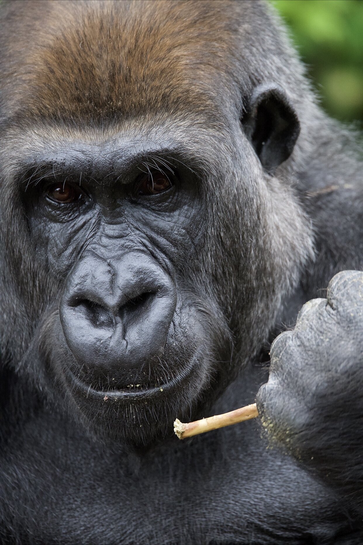  The western lowland gorilla is the most numerous and widespread of all gorilla subspecies.   Populations can be found in Cameroon, the Central African Republic, the Democratic Republic of Congo and Equatorial Guinea, and large areas in Gabon and the