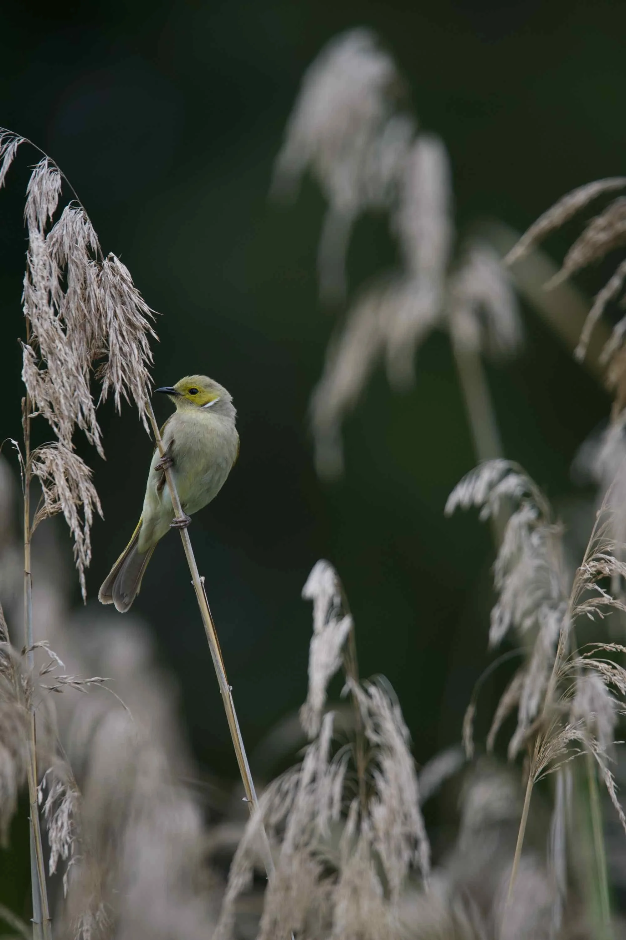 DSC_1271.jpeg