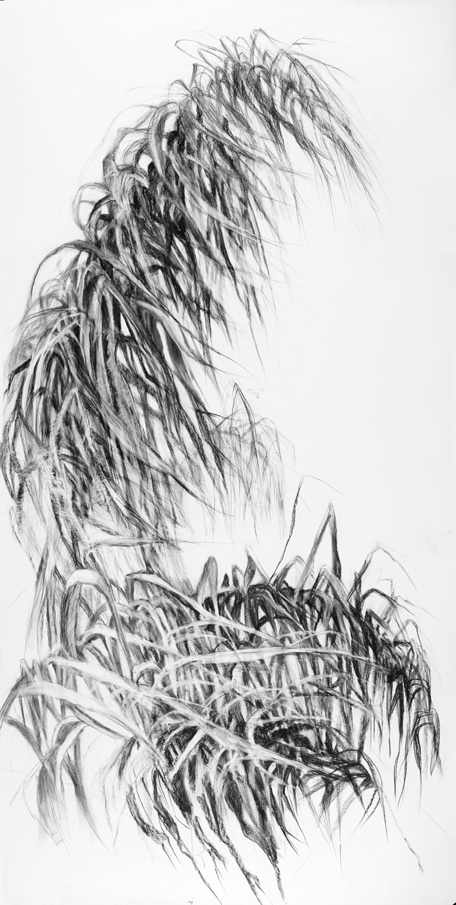 7_Palms in Wind 3.jpg