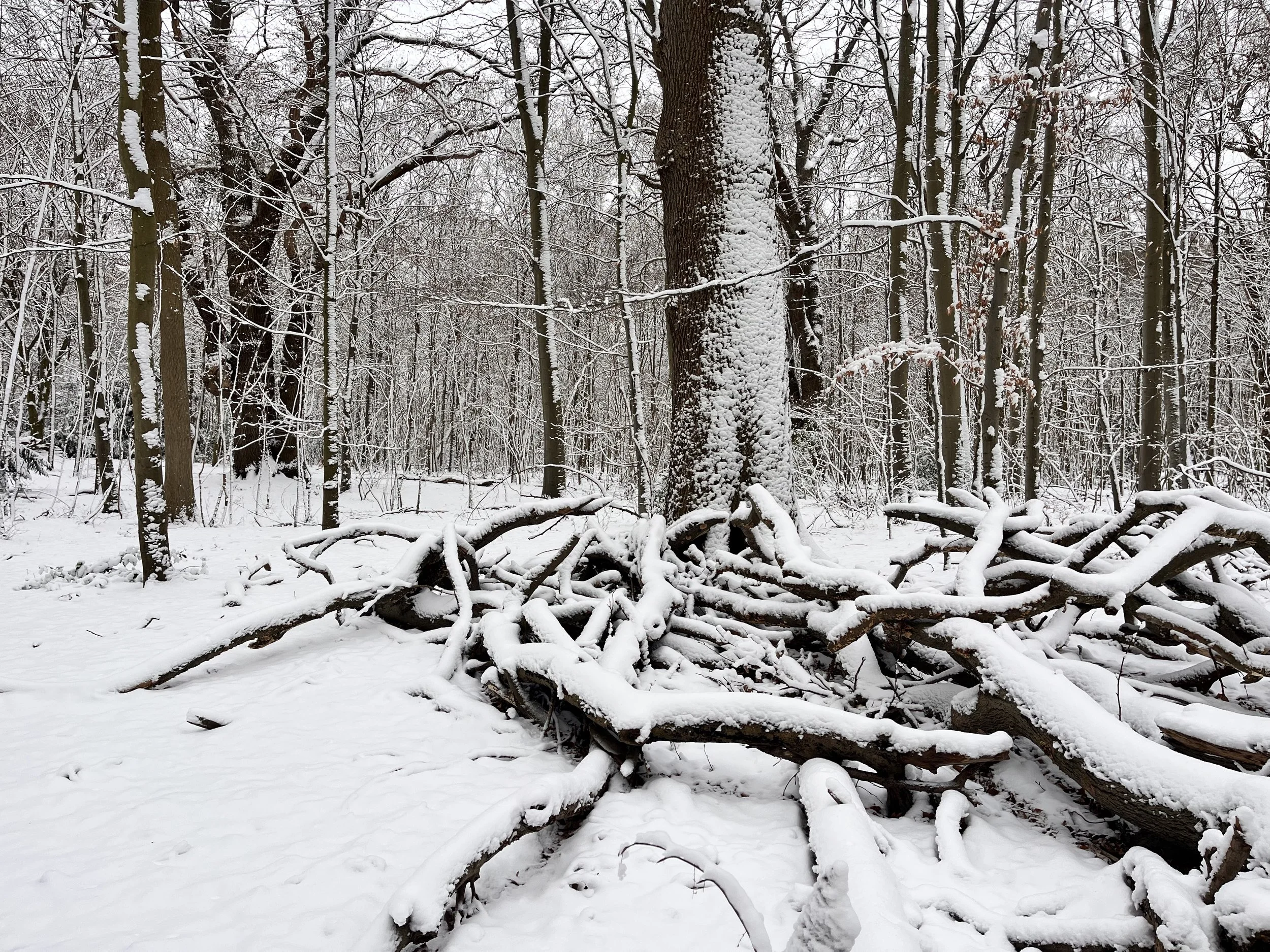 ROOTED: Pelvic Floor, Power &amp; Pleasure