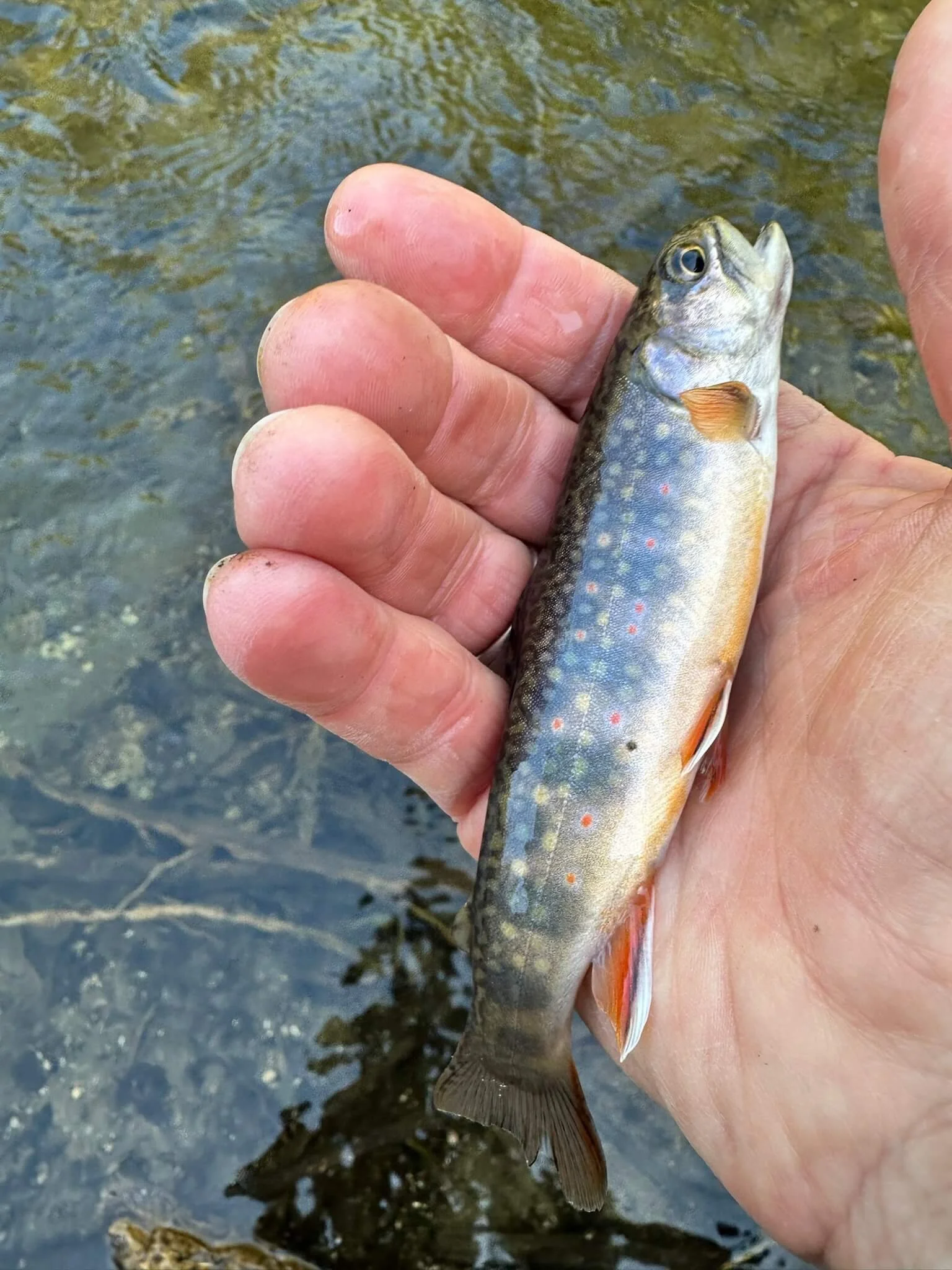 Small Fish_Smile.jpeg