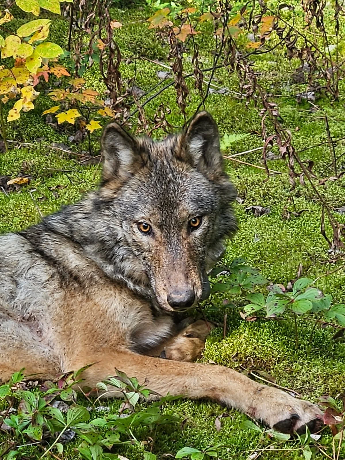 Wolf-in-nature-Canada-photo