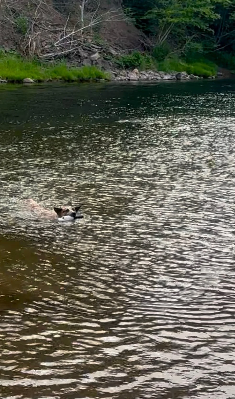 Susan Gesner Happiness Blog Isla Swimming.jpeg