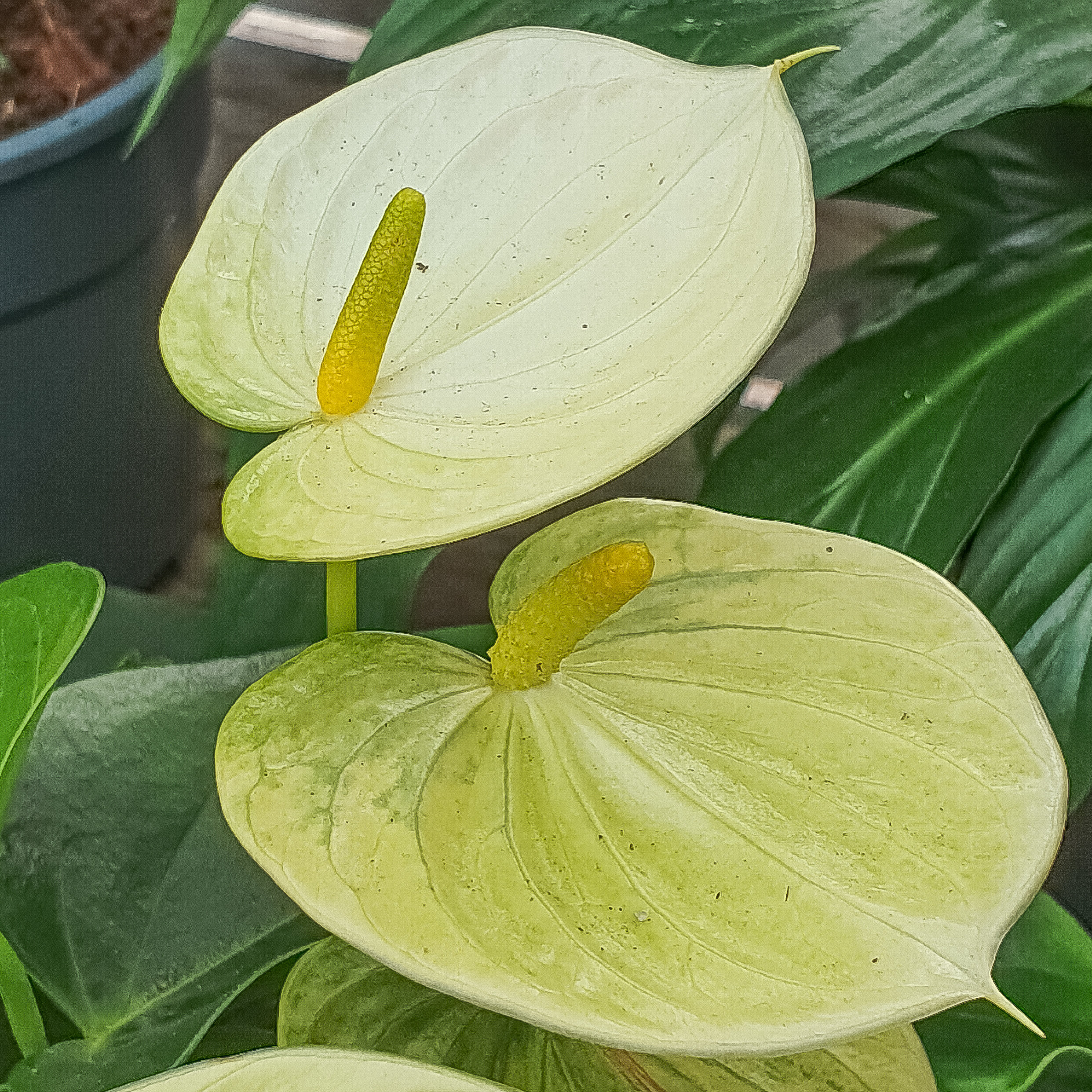 Anthurium