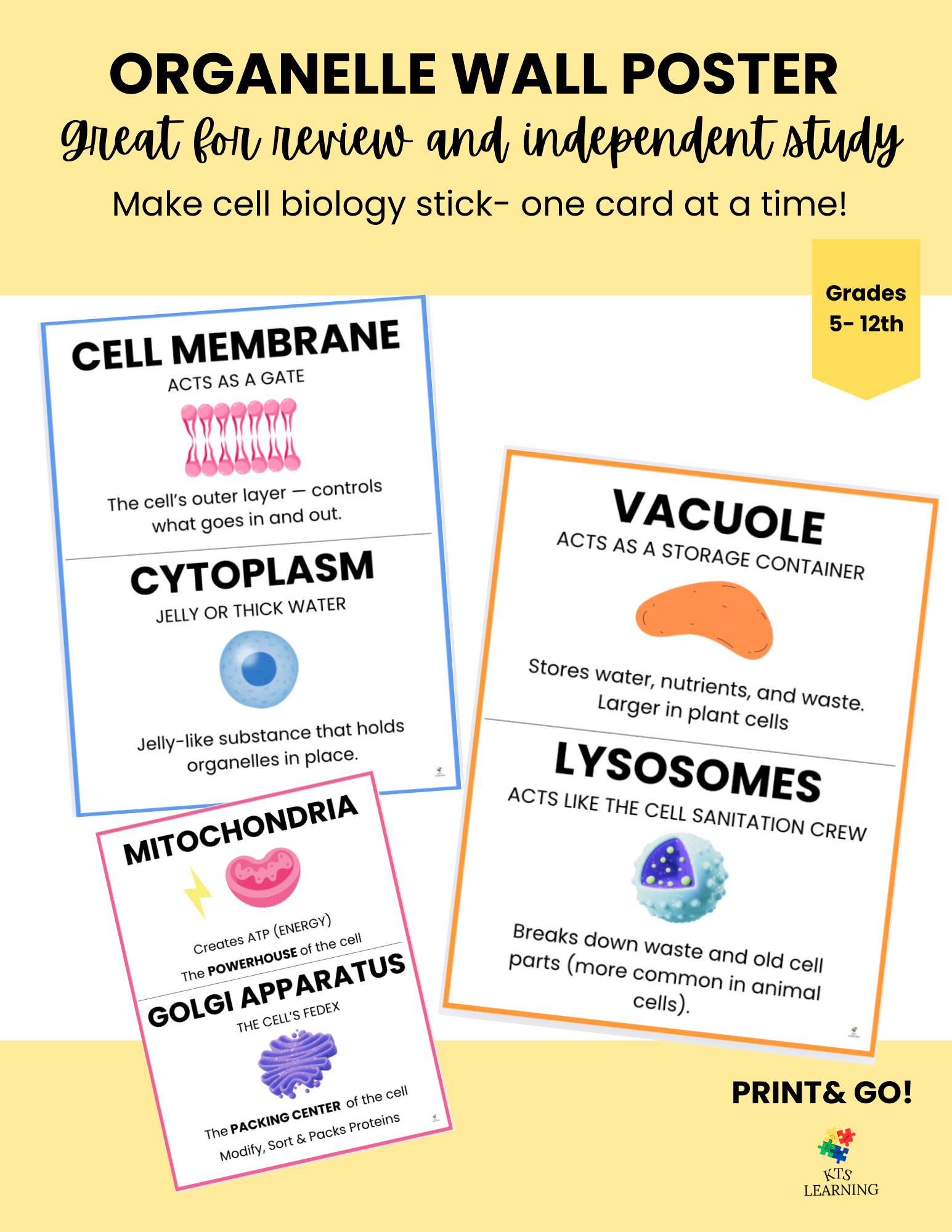 Organelle Wall Poster – Bright, Bold & Biology Classroom Ready!