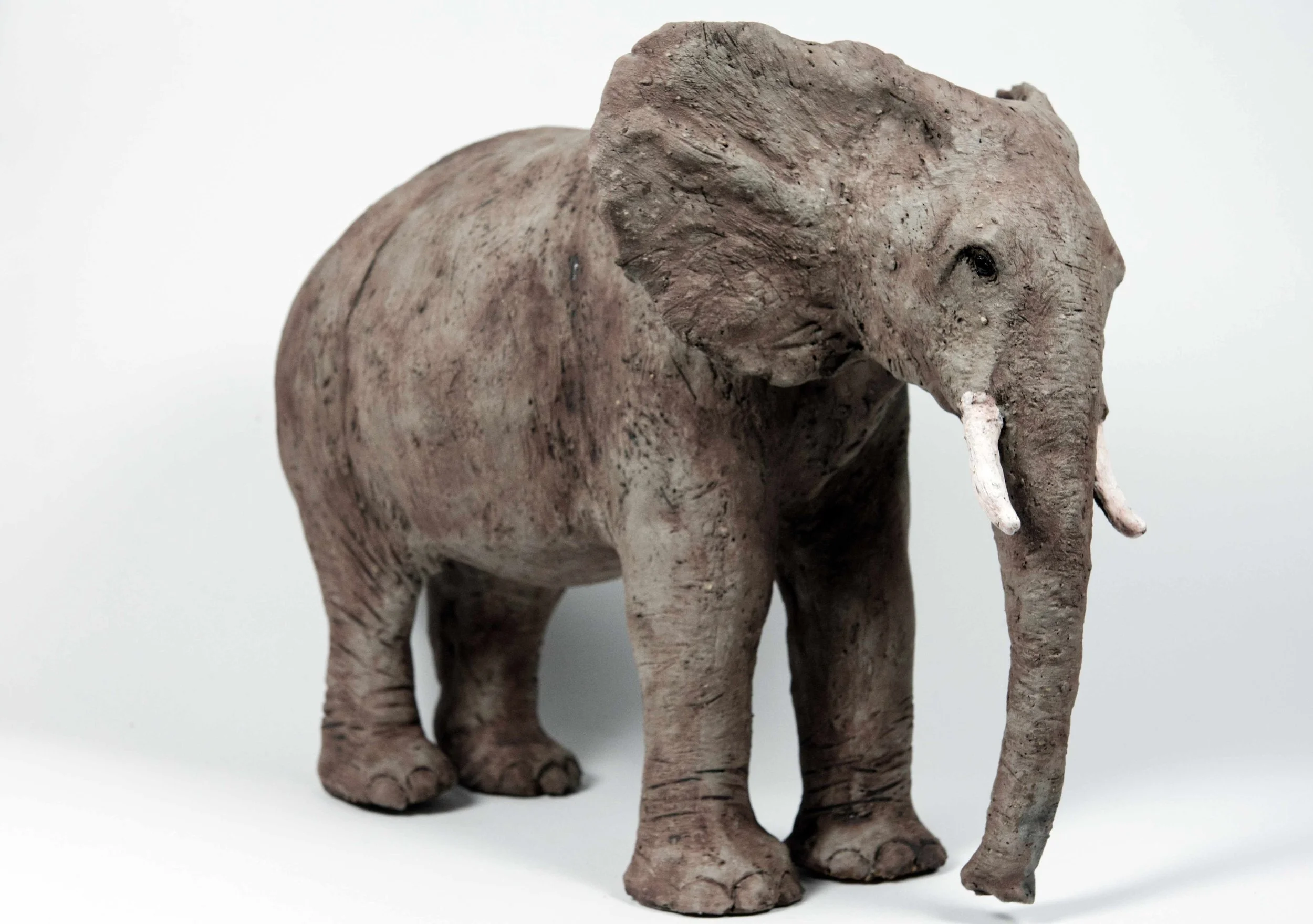 Elefant groß rauh.jpg