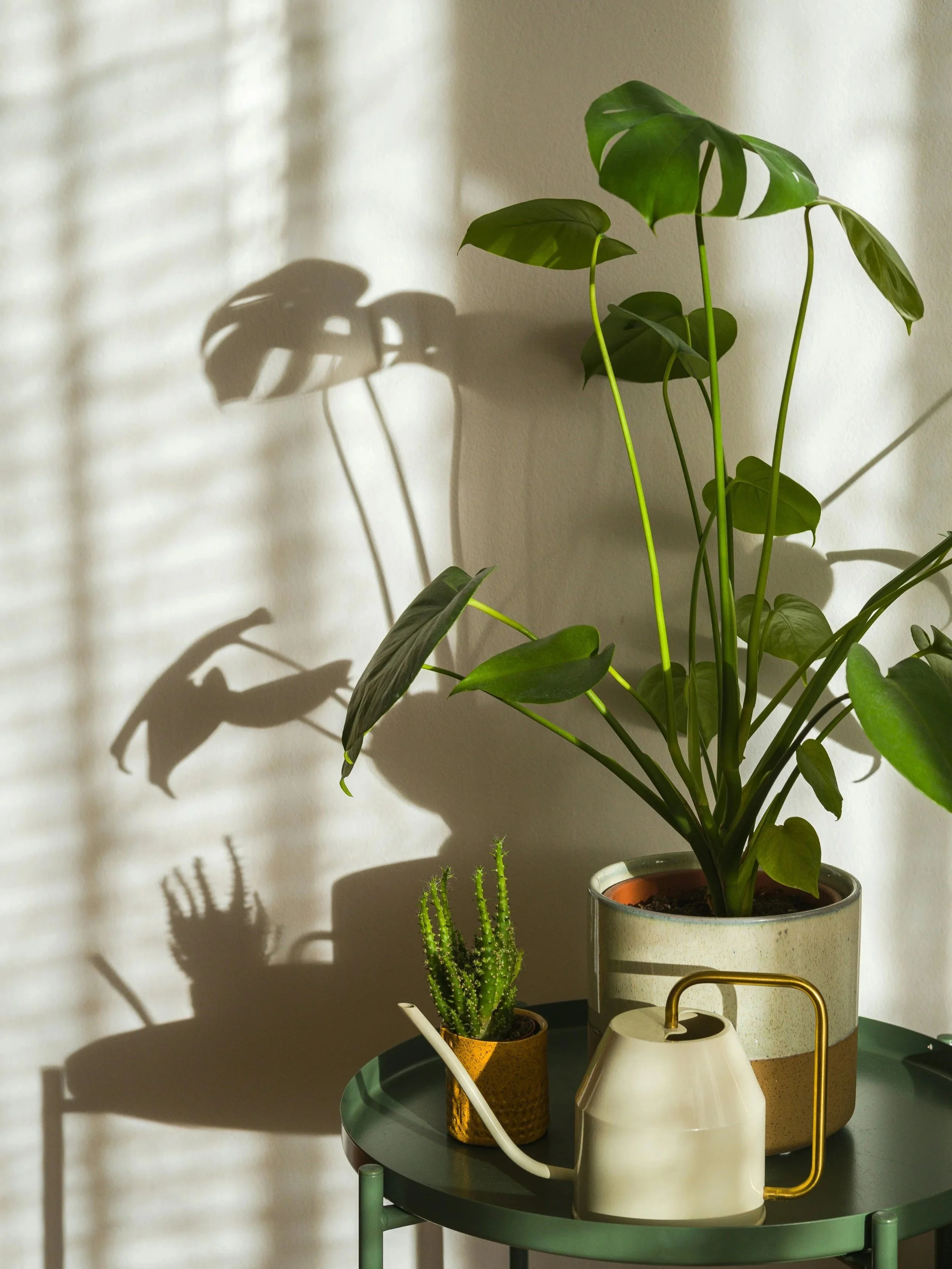 A green houseplant with large leaves casting shadows on a beige wall, placed in a decorated pot on a small round green table, with a white watering can and a yellow patterned pot containing a cactus nearby.