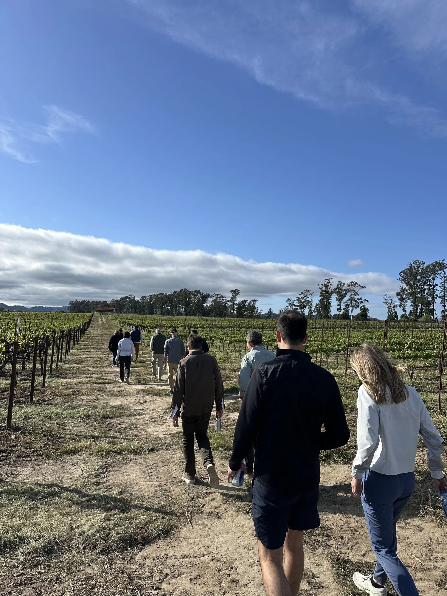 Mindful walk through vineyards at Stanly Ranch Napa Valley