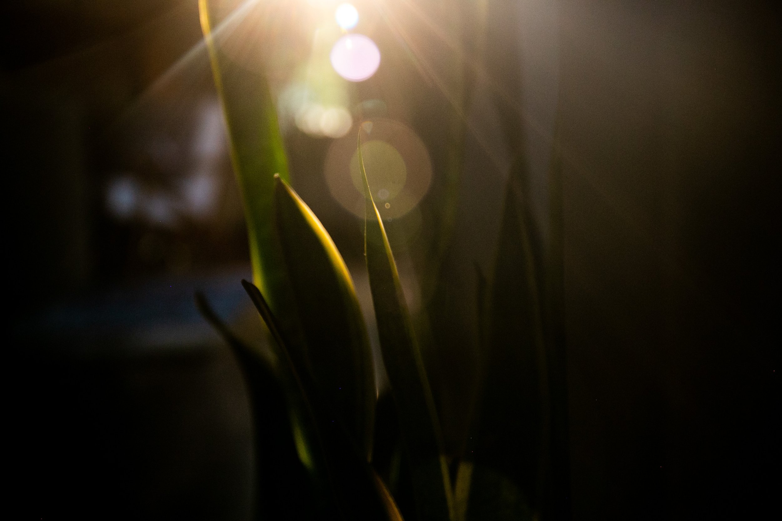 2021_homelight_flowers11.jpg