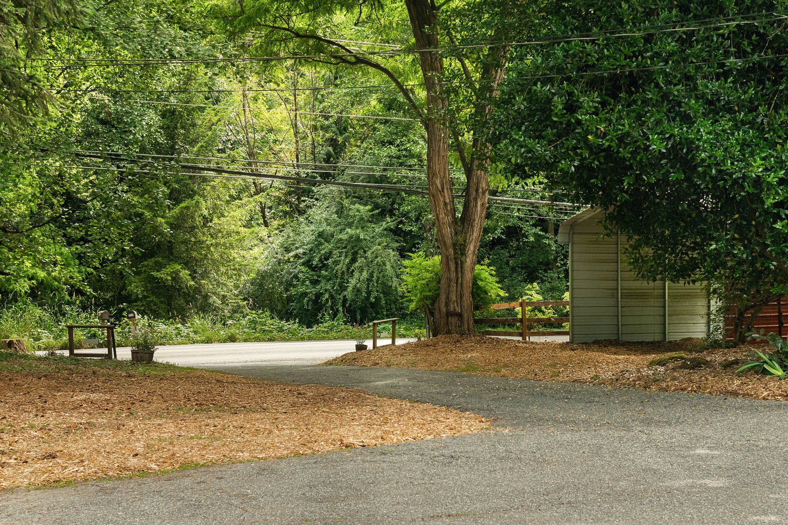 view of the driveway with an oversized tree