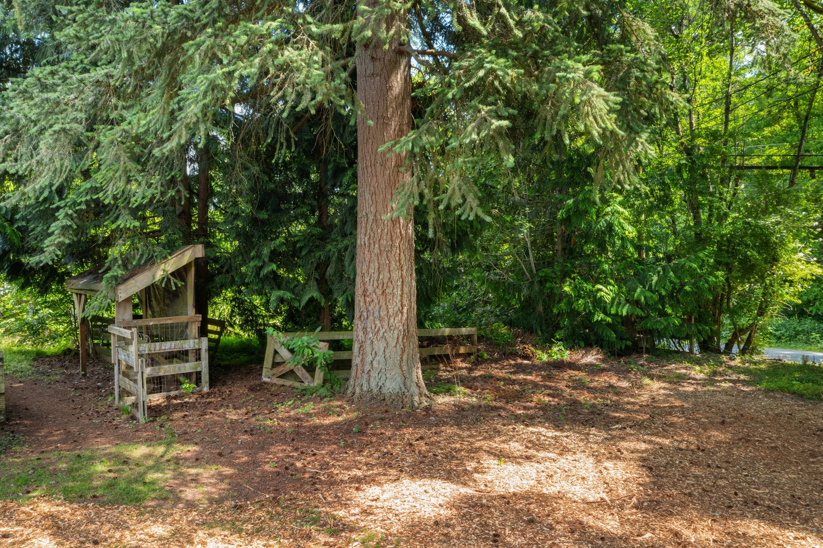 view of a tree in the backyard