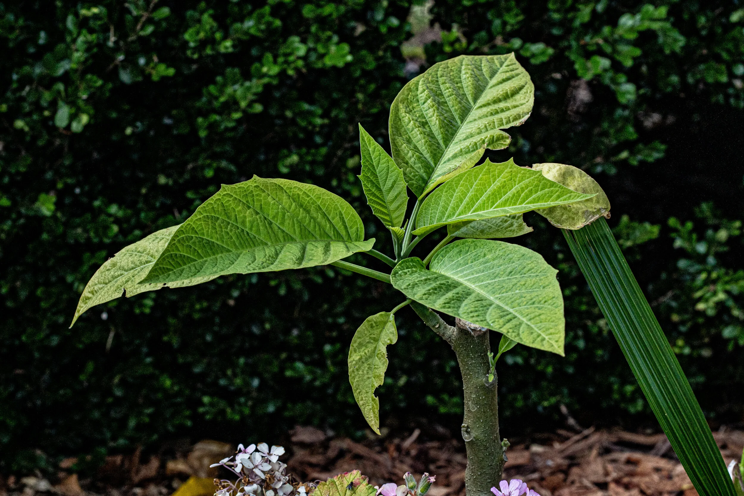 Green.jpg