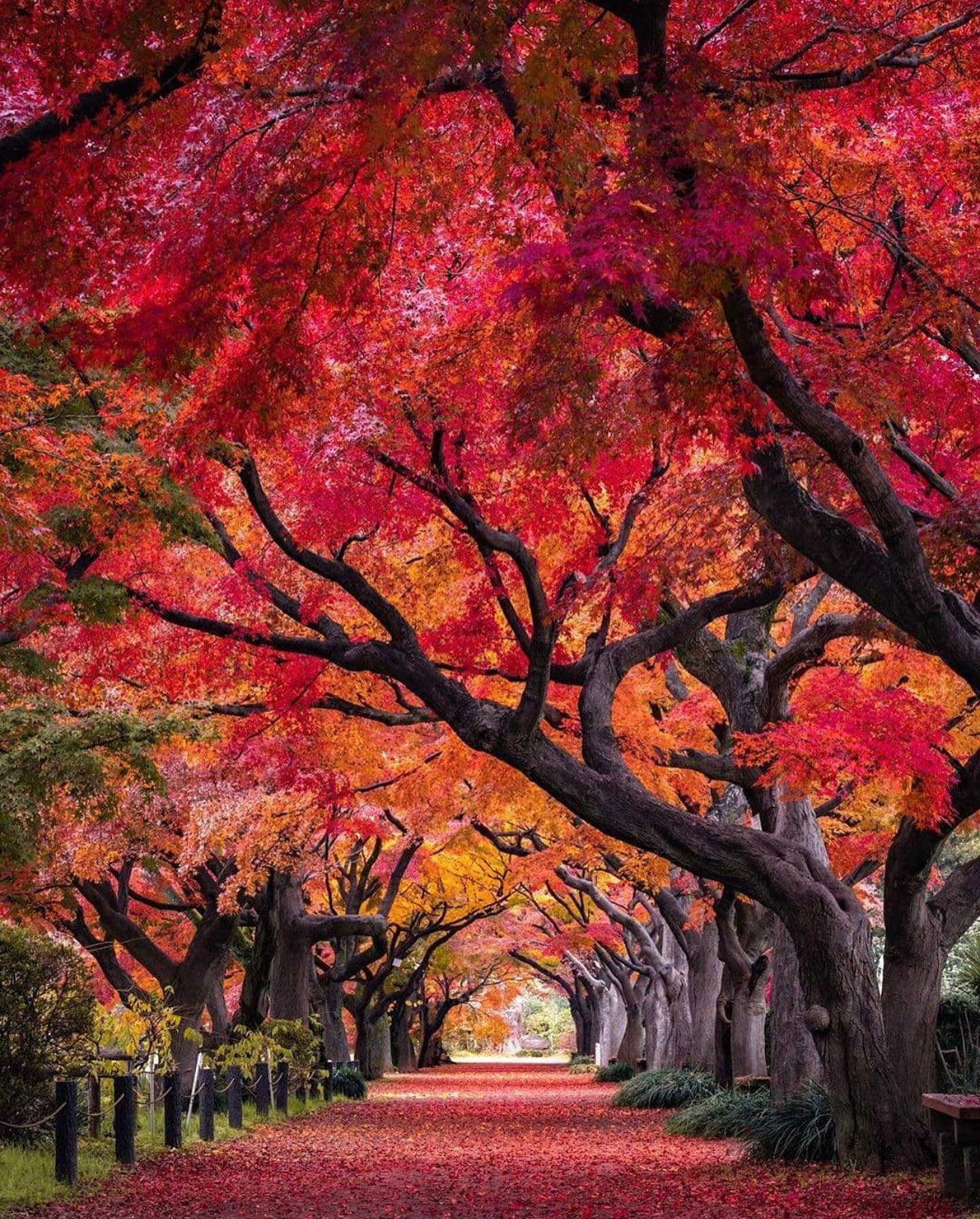 Fall is one of my favorite seasons. 🍁🍂

The beauty of the leaves, the change in temperature, the crisp cold air in the mornings, the smell of wood burning wafting through the air.

I am partial to it because I am also partial to change. After all, 