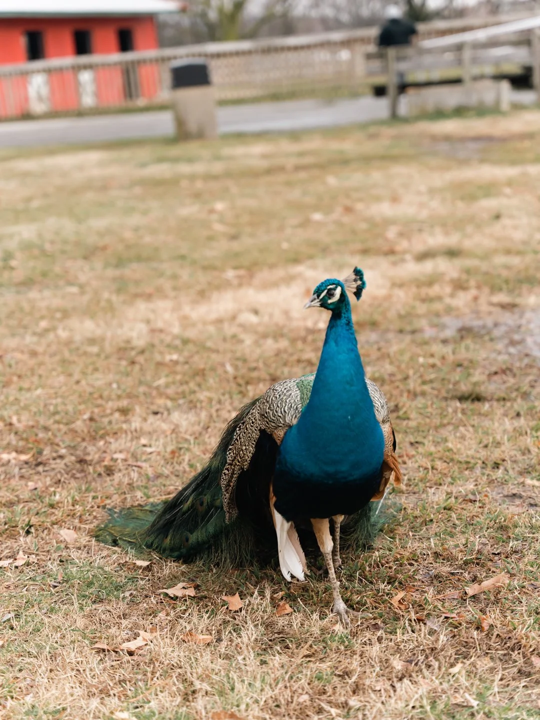Petting Zoo Photos_-305.jpg
