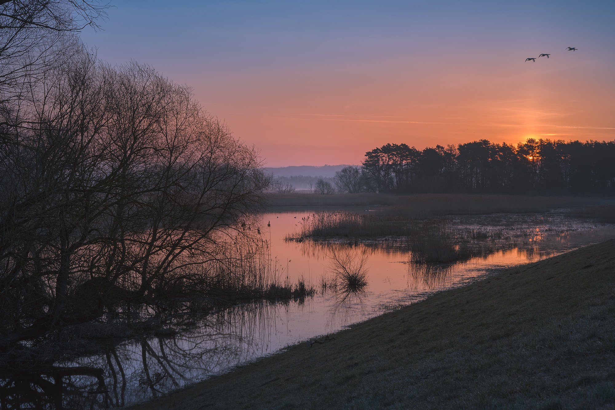Brandenburg_Unteres_Odertal_fliegende_Enten_Sonnenaufgang_BOLLMANN-BF_web.jpg