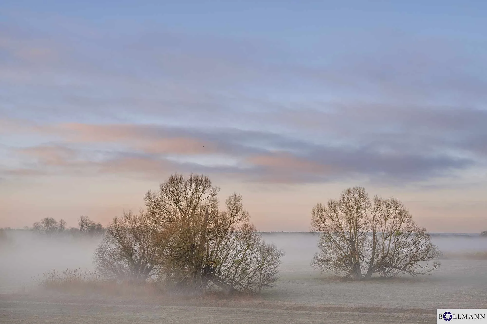 Stuetzkow_2Baeume_im_Nebel_BOLLMANN-BF_web.jpg