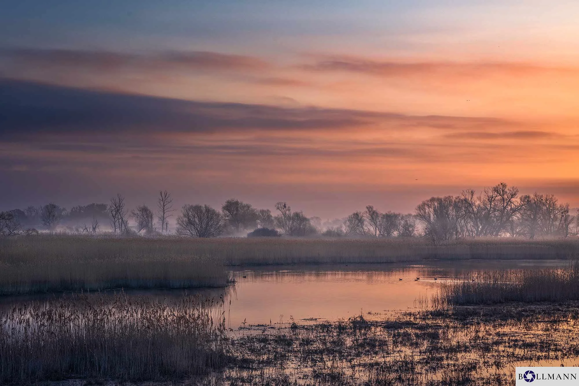 Stuetzkow_Enten_Polderfelder_im_Nebel_ok_NEU_BOLLMANN-BF_web.jpg