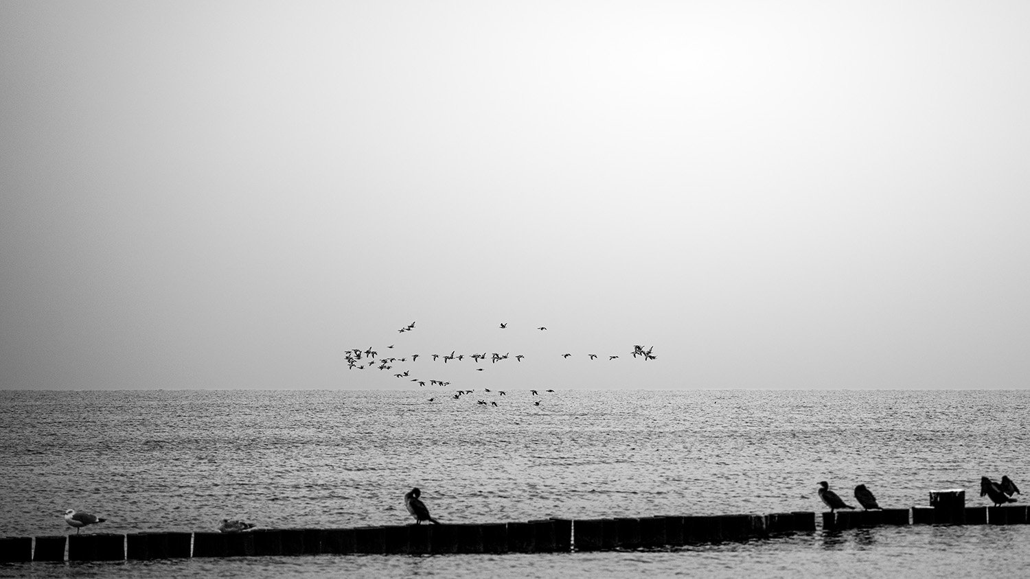 Das Phänomen des synchronen Formationsflugs - sie bewegen sich wie ein einziges Wesen