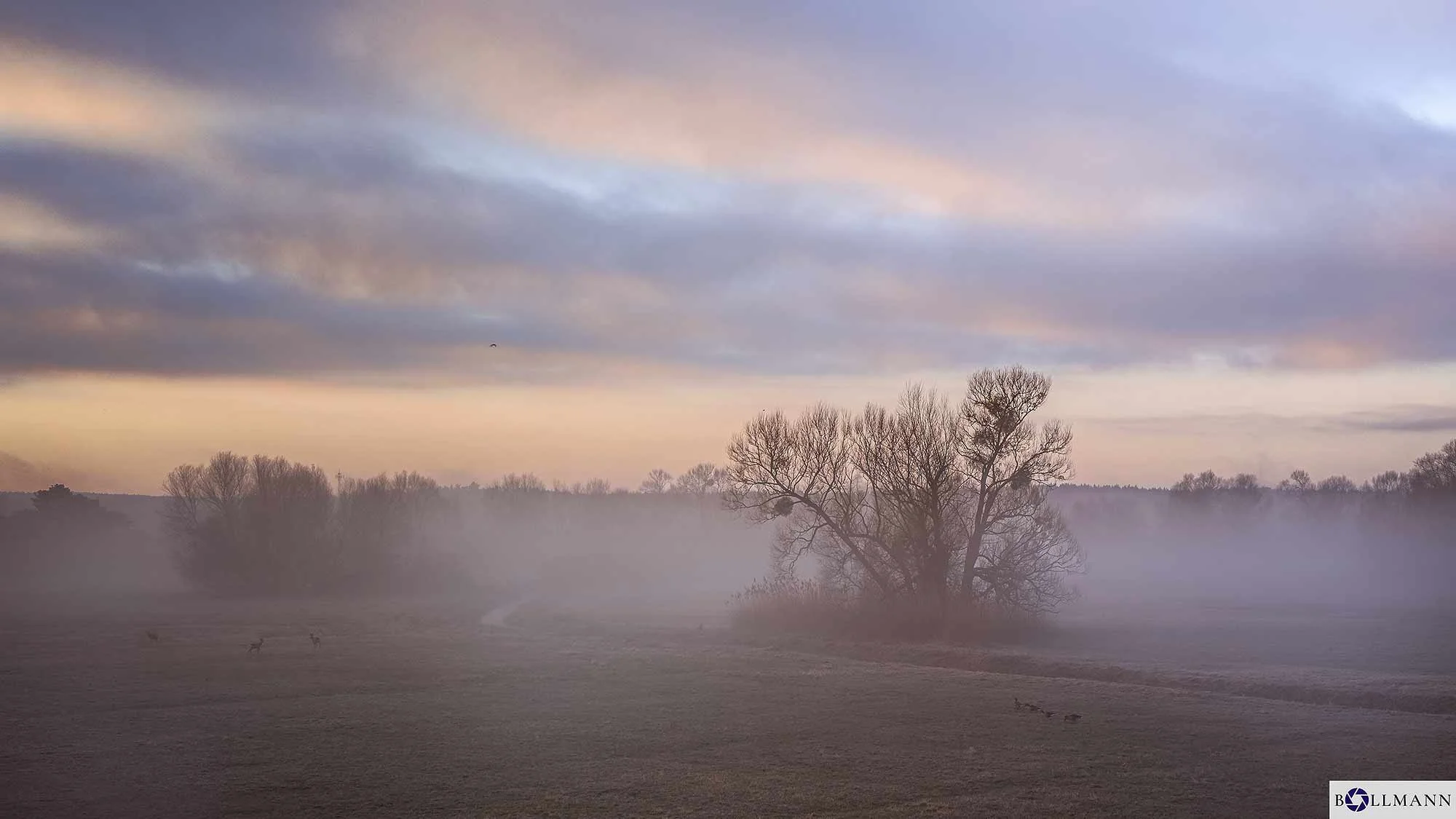 Stuetzkow_Sonnenaufgang_Wild_Nebel_ok_NEU_BOLLMANN-BF_web.jpg