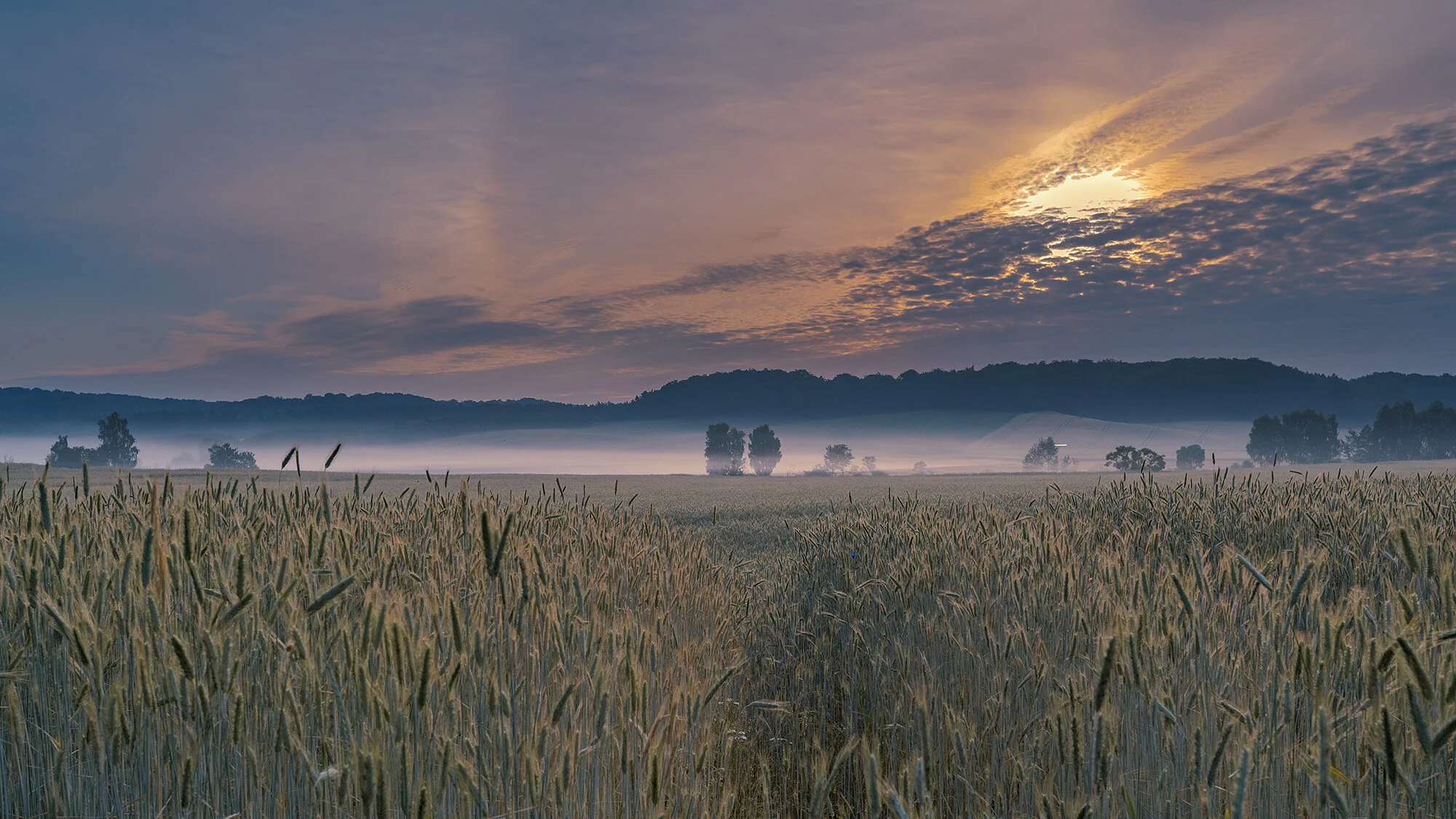 Ruegen_Feld_sunriseV2_BOLLMANN-_-KOMMUNIKATION_web.jpg