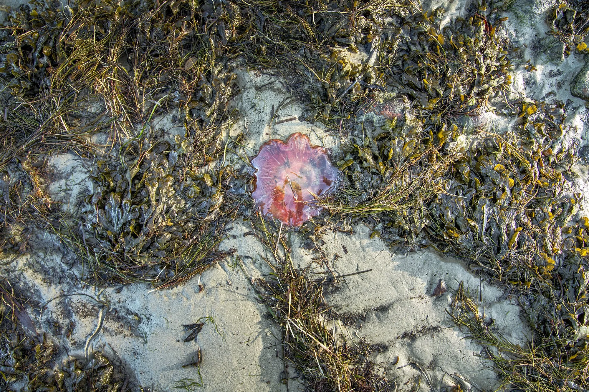 Wieschendorf/Ostsee, 2023