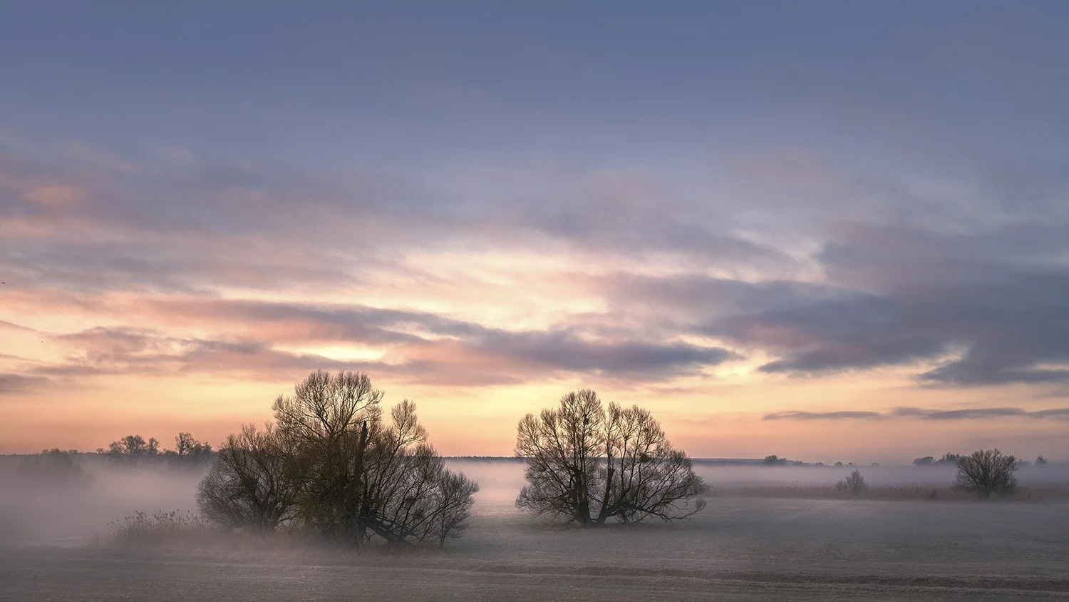 Brandenburg_Unteres_Odertal_Stuetzkow_2Baeume_Nebel_03_2022_BOLLMANN-BF_web.jpg