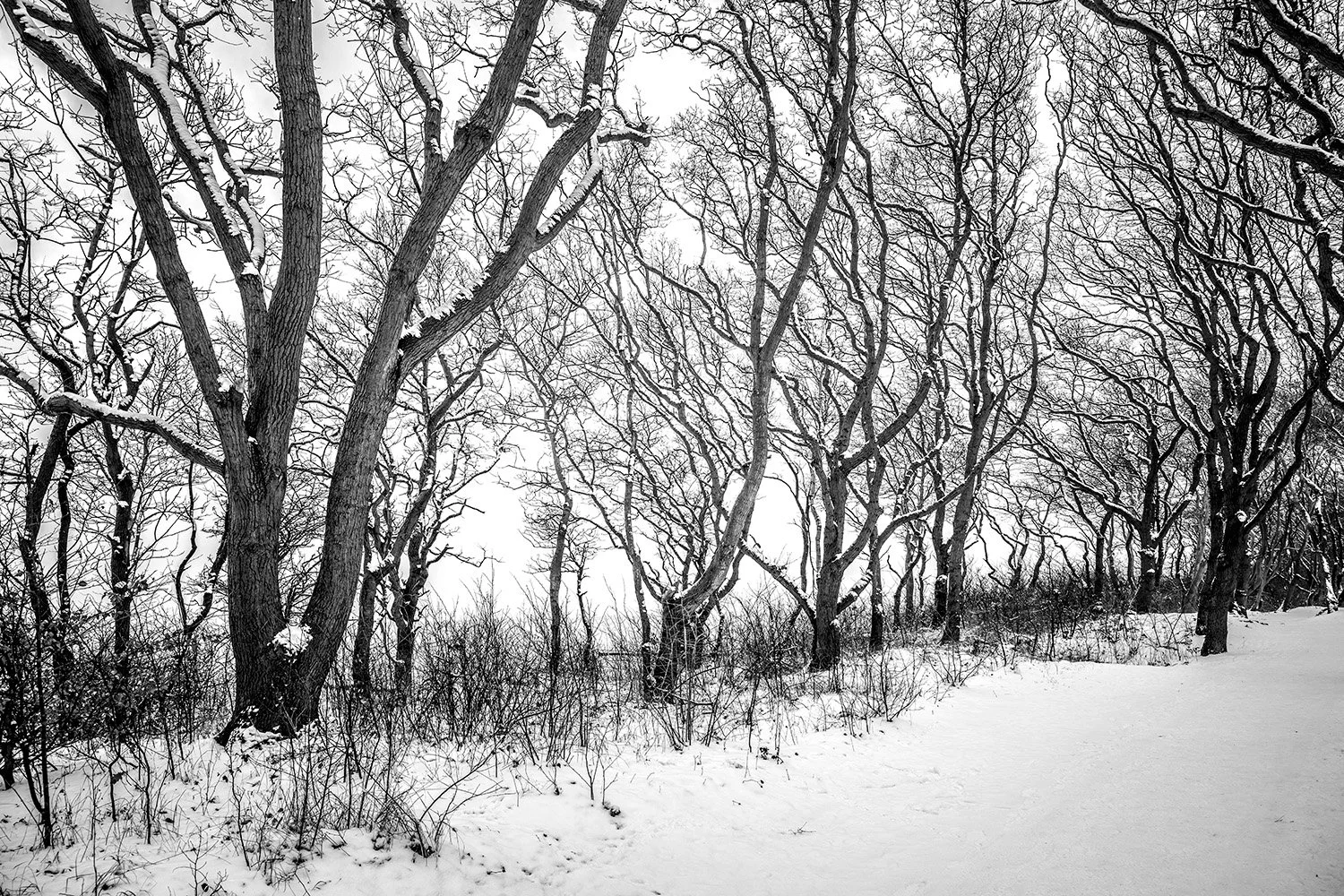 Bizarre Baumstrukturen - Winter an der Ostsee 