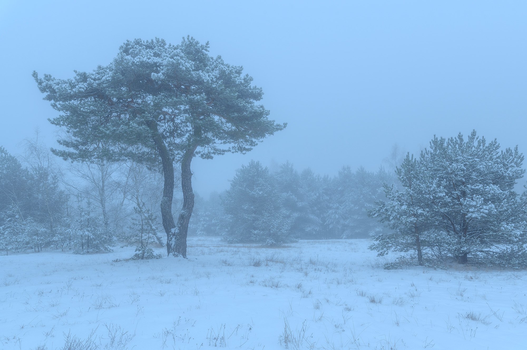Schönower Heide, 2021