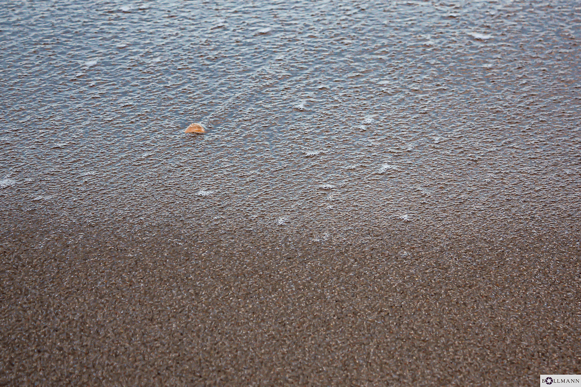Sylt_Muschel_Strukturen_BOLLMANN-BF_web.jpg