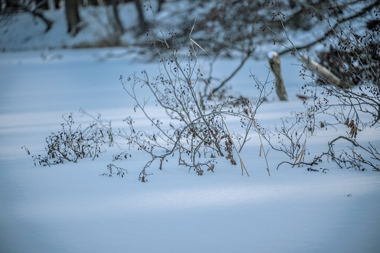Stilleben • Mühlenbecker See