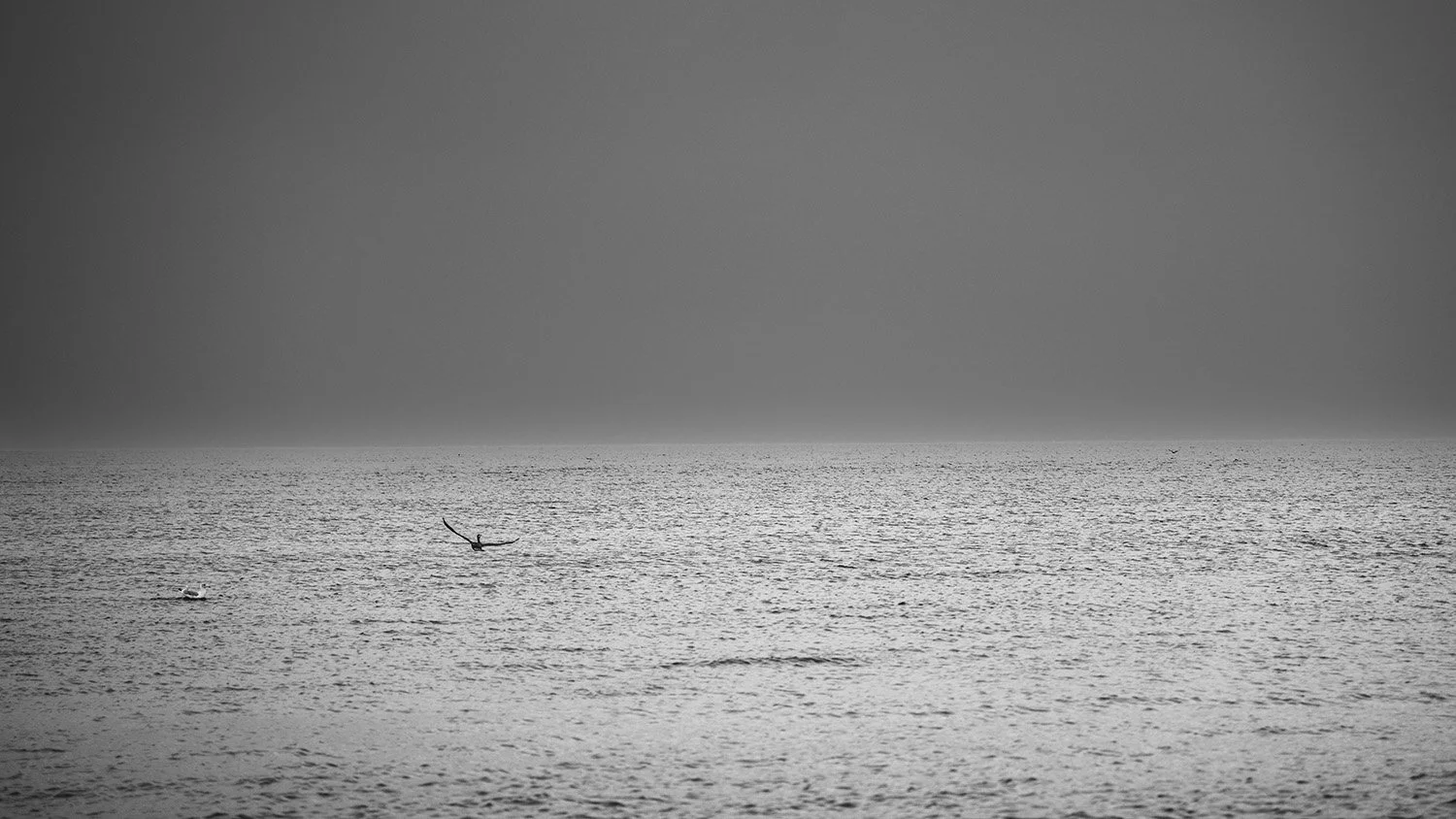 Freiflug übers Meer - Kormoran am Ostseestrand Kühlungsborn
