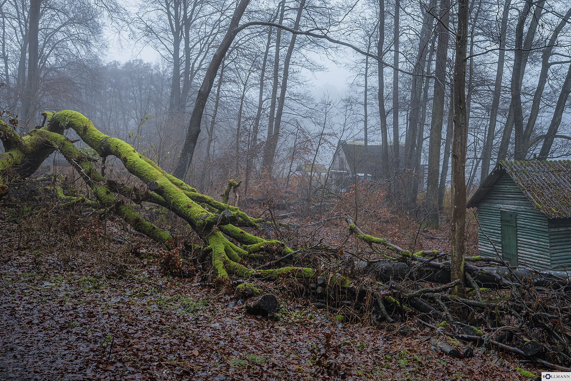 MV_Schloss-Basthorst_Glambecksee_Broken_MoosbaumV1_BOLLMANN-BF_web.jpg
