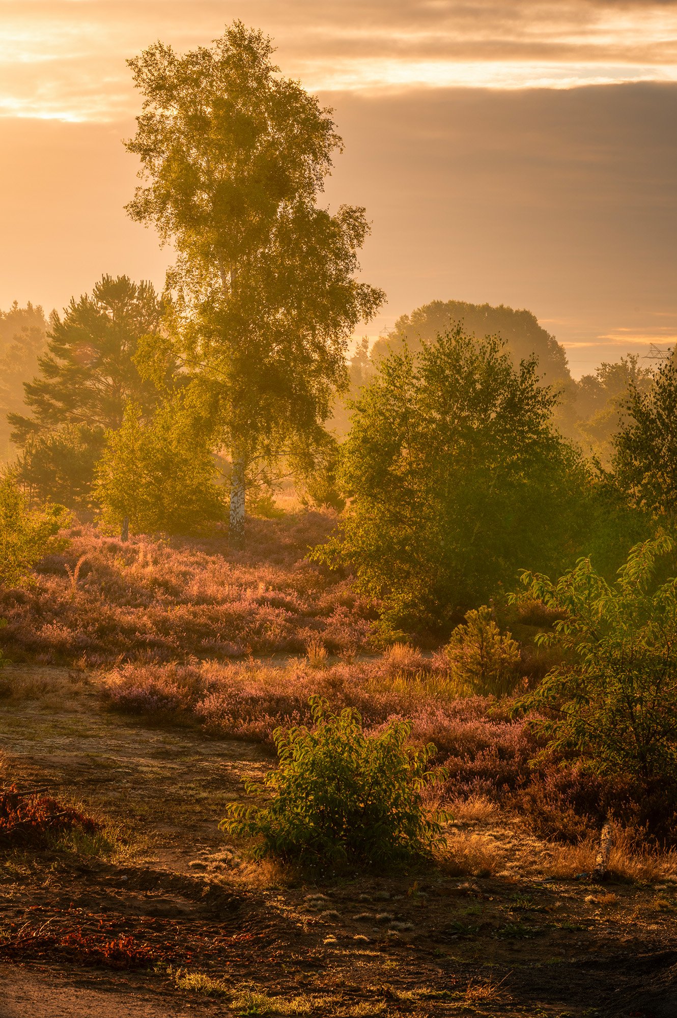 Schönower Heide, 2021