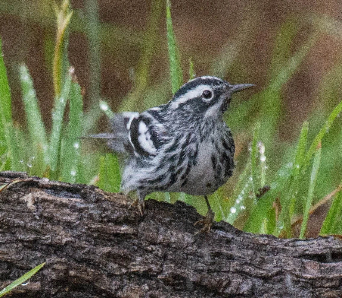 Goose Island SP-035.jpg