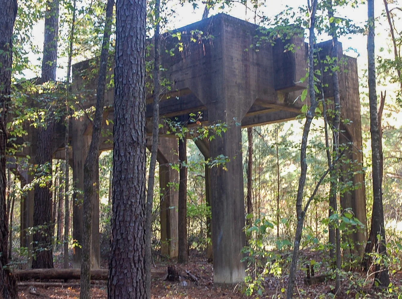Caddo Lake SP-146.jpg