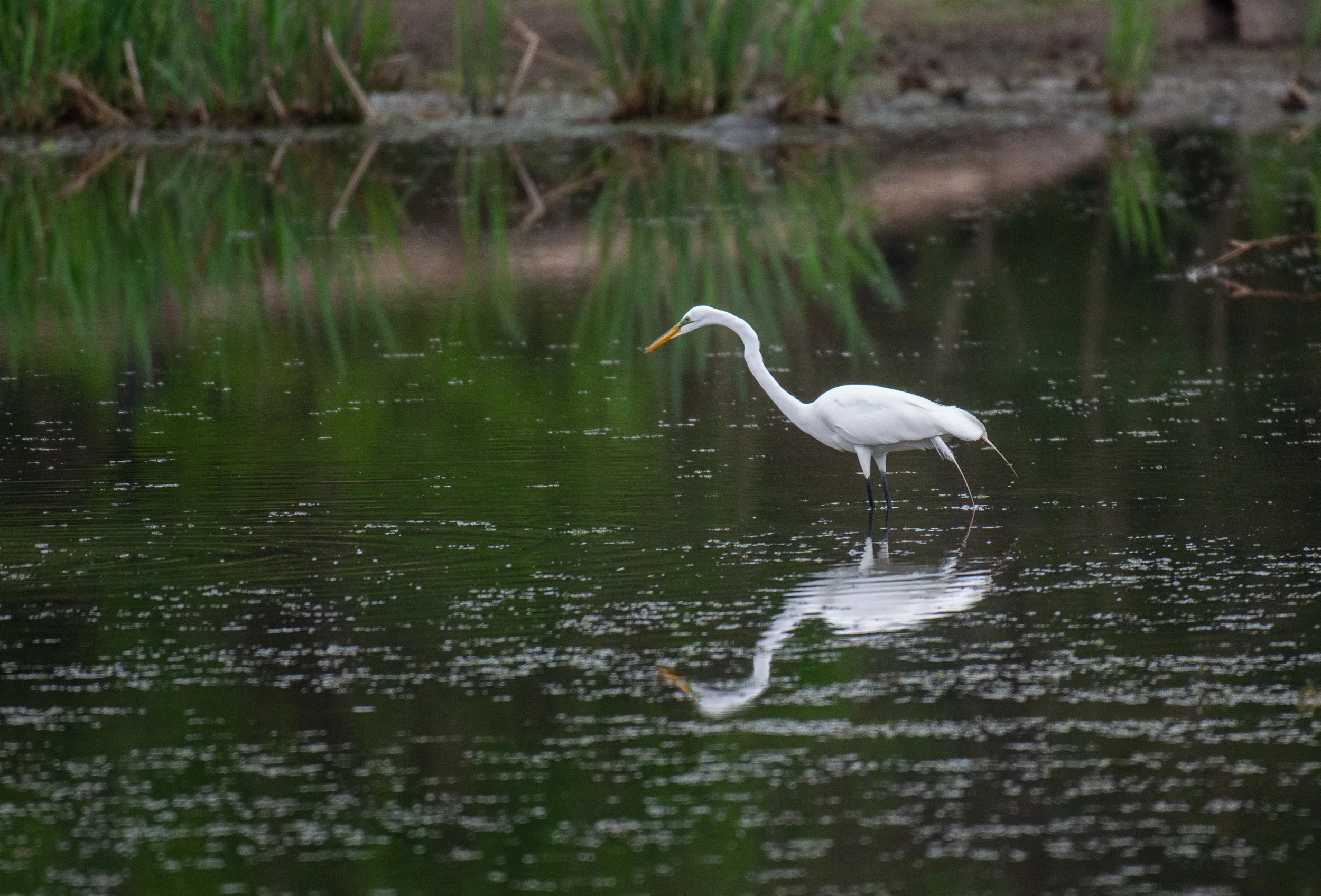 Jeansonne Photography-Great Egret 1-1.jpg