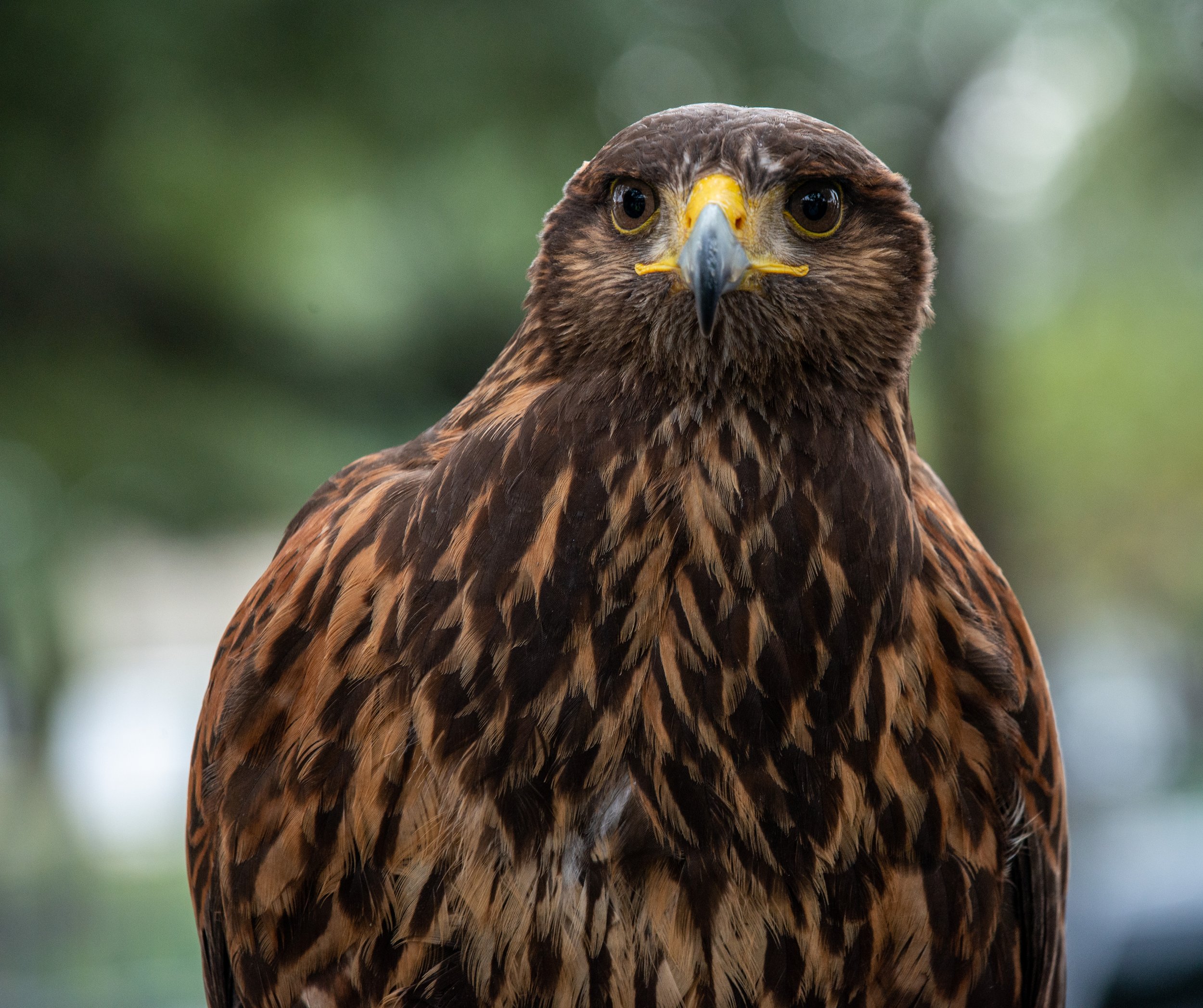 Wild Bird Center-092.jpg