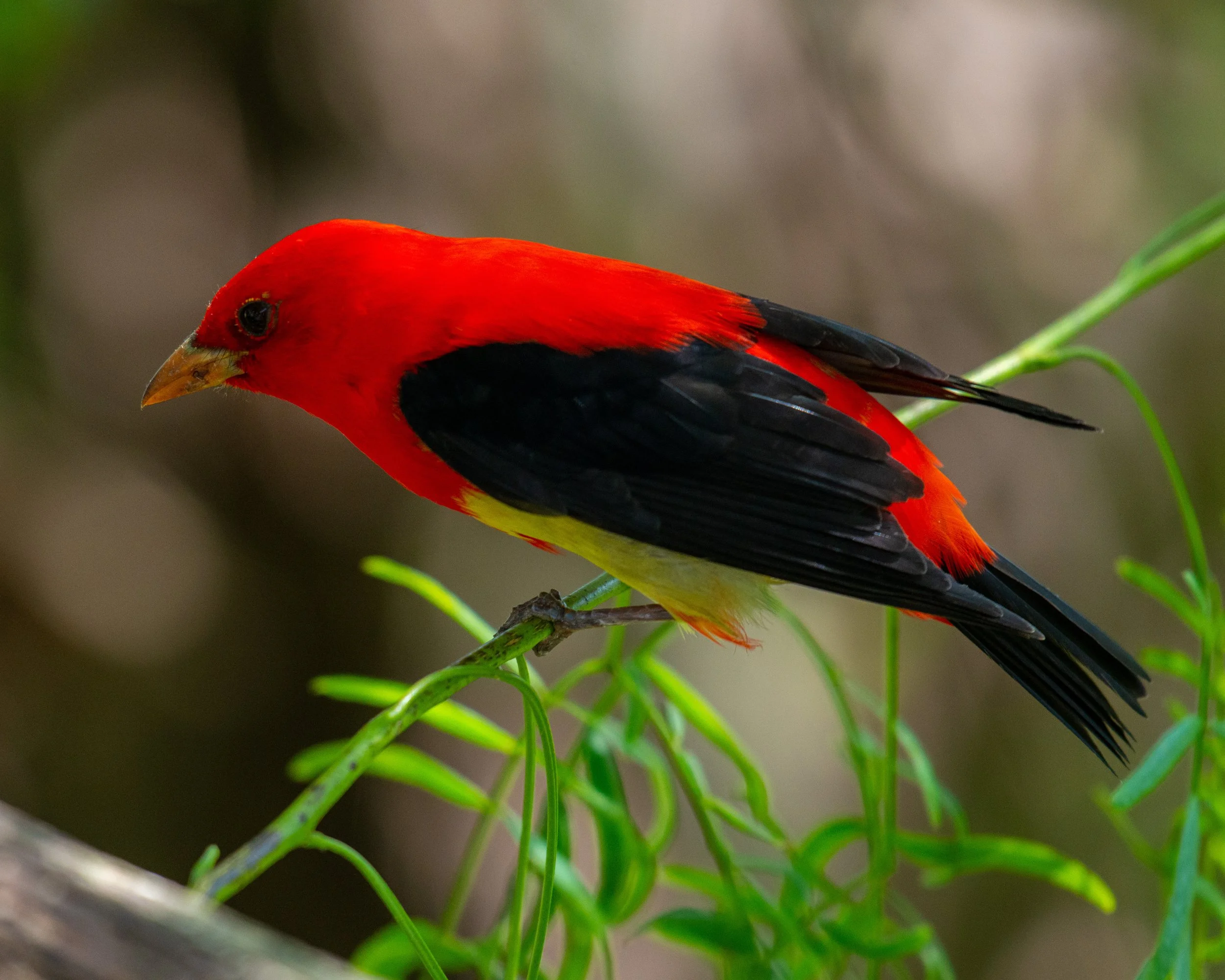 Leonabelle Turnbull BC-28.jpg