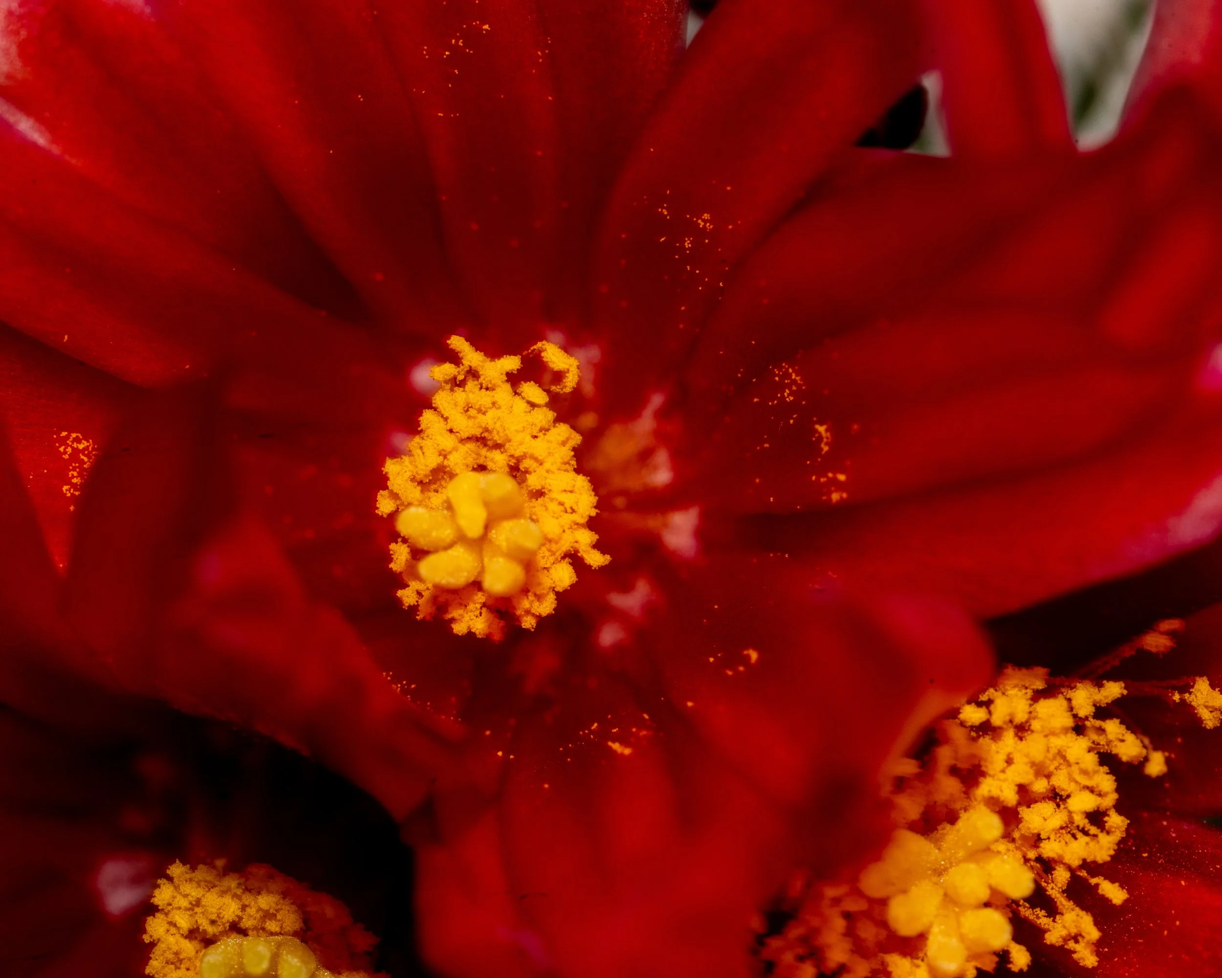 Chihuahuan Desert NC-9.jpg